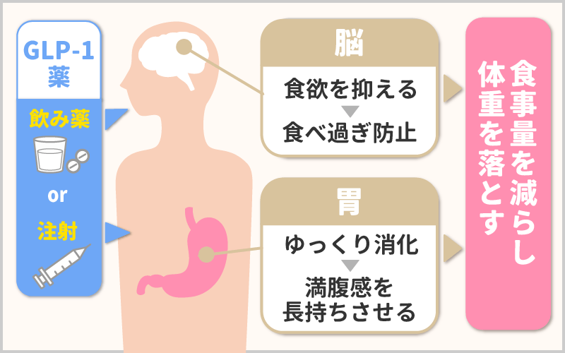 GLP-1ダイエットの効果や仕組みは？無理なく食事量を減らせる